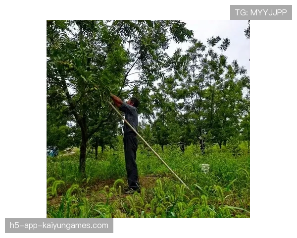商务部对美墨碧根果倾销行为展开调查,墨西哥碧根果 商务部对美墨碧根果倾销行为展开调查,墨西哥碧根果